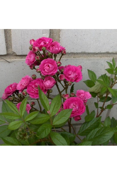 Троянда мускусна Dinky 